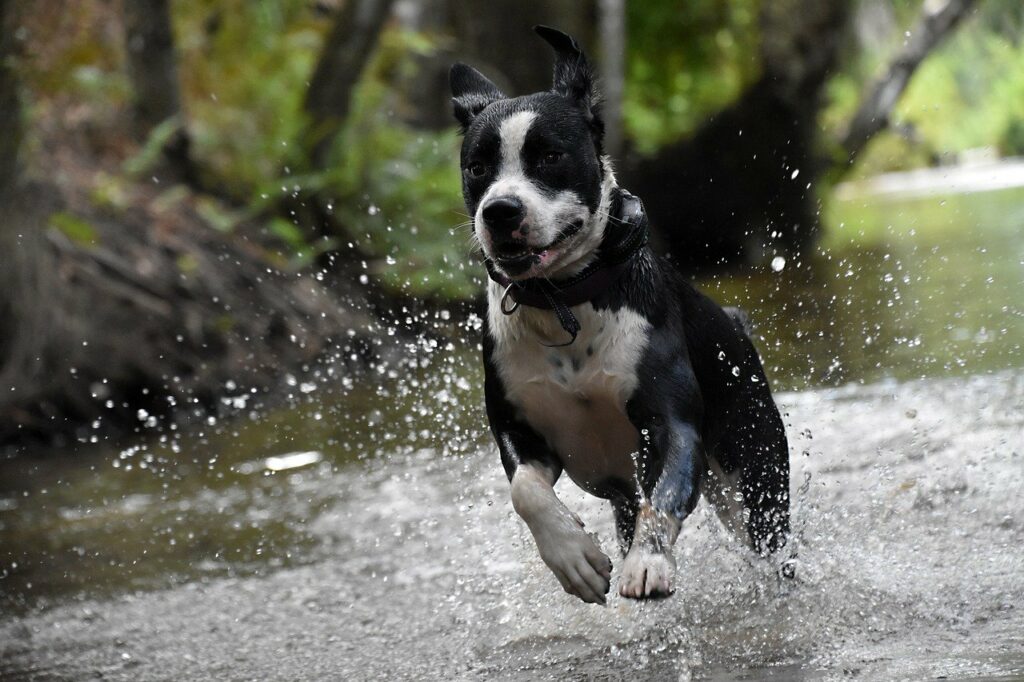 dog, happy, pet-8014047.jpg